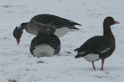 6 January 2010, Grauwe Gans, PGT_Makkum