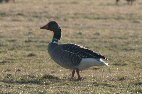 22 February 2010, Grauwe Gans, SAA_De staart_Texel