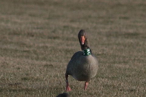 22 February 2010, Grauwe Gans, SAC_De staart_Texel