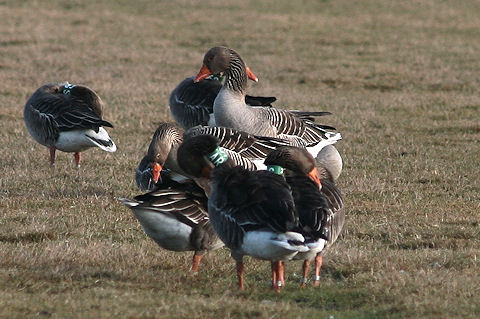 22 February 2010, Grauwe Gans, SAR_De staart_Texel