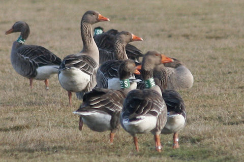 22 February 2010, Grauwe Gans, SBH_De staart_Texel