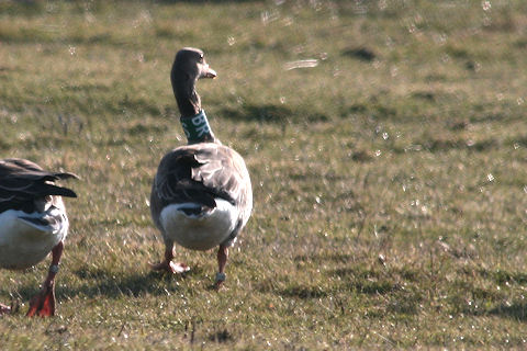 22 February 2010, Grauwe Gans, SBR_De staart_Texel