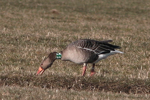 22 February 2010, Grauwe Gans, SCA_De staart_Texel