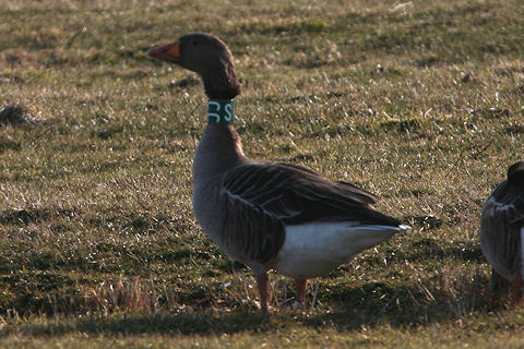 22 February 2010, Grauwe Gans, SCC_De staart_Texel