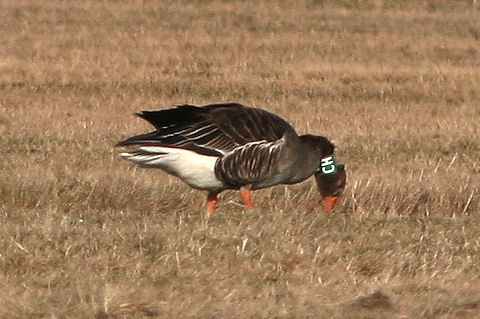22 February 2010, Grauwe Gans, SCH_De staart_Texel