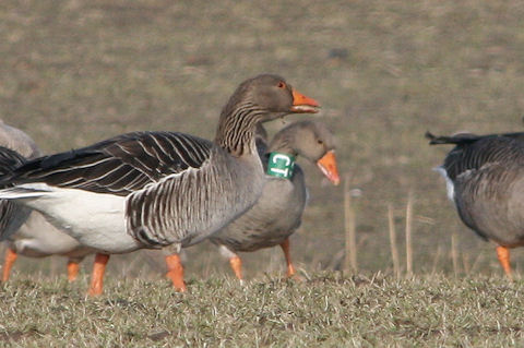 22 February 2010, Grauwe Gans, SCT_De staart_Texel
