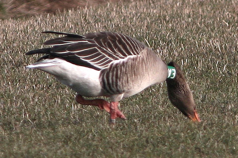22 February 2010, Grauwe Gans, SEA_De staart_Texel