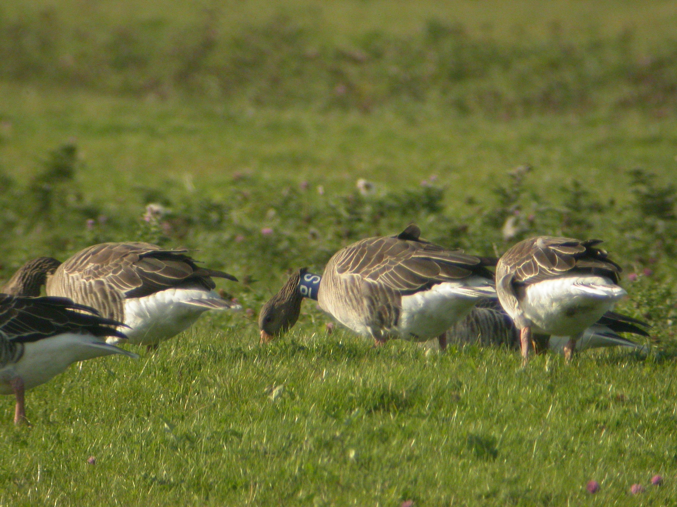 13 October 2004, Grauwe Gans, SPL_Ezumakeeg