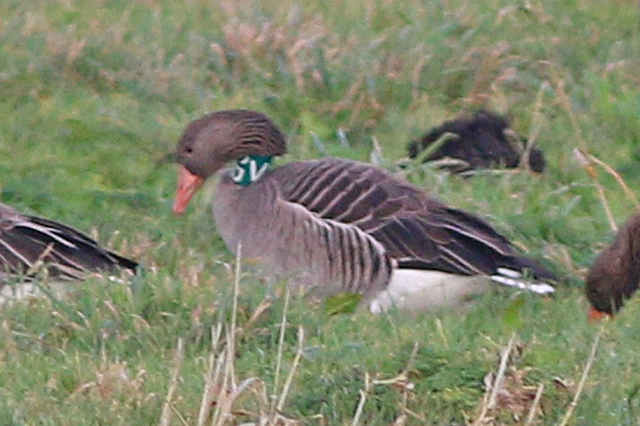 20 December 2020, Grauwe Gans, VGB_Hunzedal-Tusschenwater