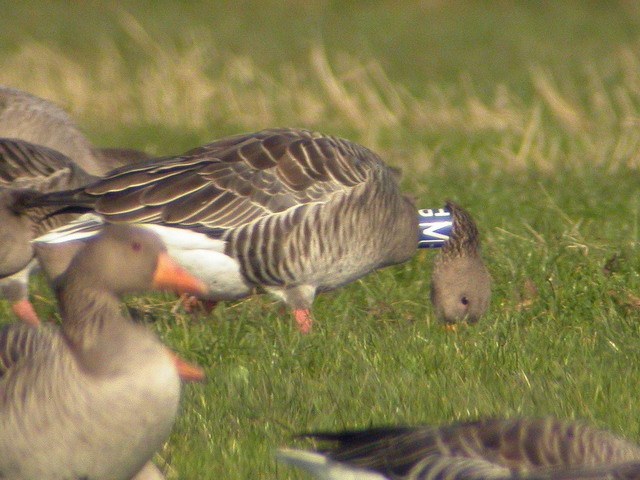 13 October 2004, Grauwe Gans, VTP_Lauwersmeer - Ezumakeeg