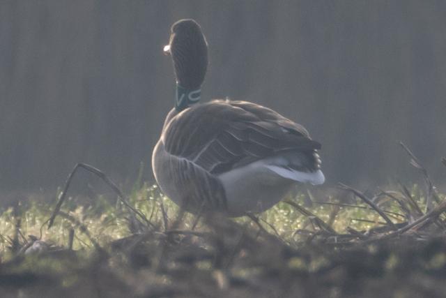 12 December 2025, Grauwe Gans, VUP_01_Stadskanaal-Zijdstukken