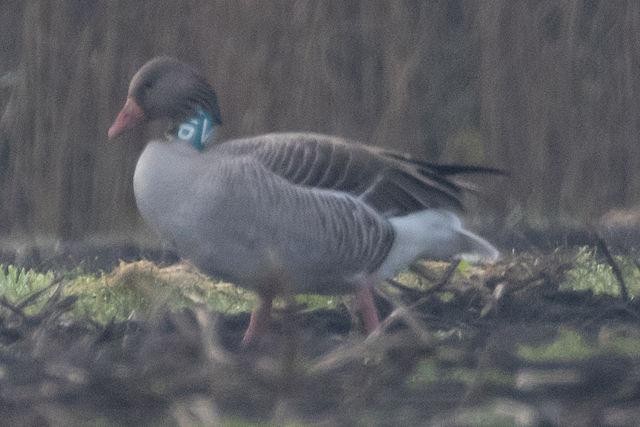 12 December 2025, Grauwe Gans, VUP_02_Stadskanaal-Zijdstukken