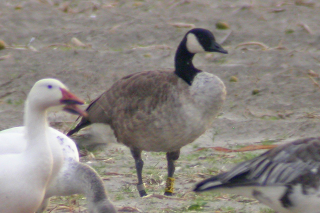 27 September 2009, Grote Canadese Gans, Q89_Zurich