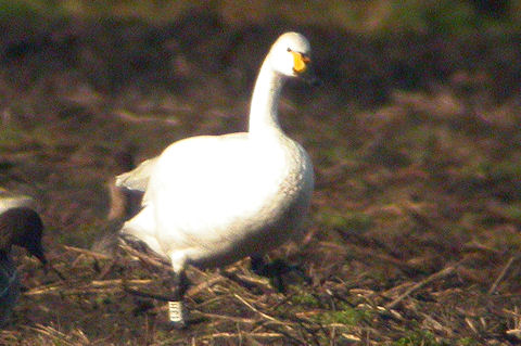 12 December 2010, Kleine Zwaan, 13H_Nieuw Balinge