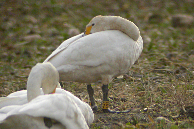 27 November 2007, Kleine Zwaan, 434_Lauwersmeer