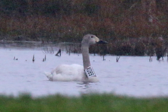 10 February 2019, Kleine Zwaan, 680X_Langelo