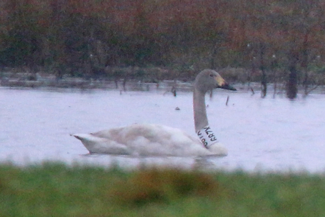 10 February 2019, Kleine Zwaan, 687X__Langelo