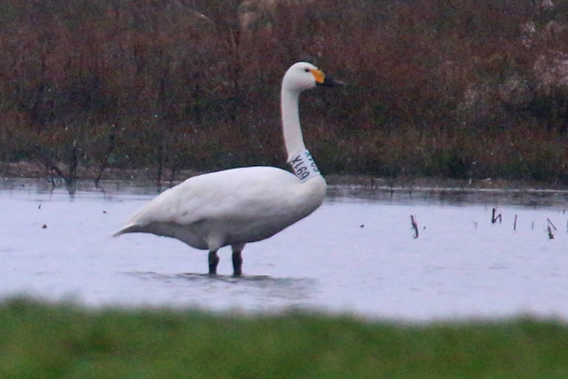 10 February 2019, Kleine Zwaan, 691X_Langelo