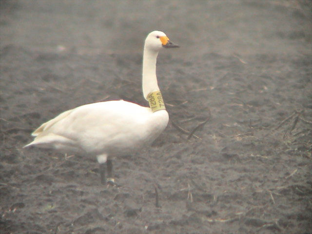 15 February 2004, Kleine Zwaan, 728A_Nieuw Buinen