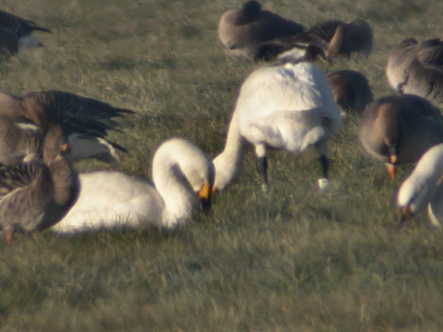 29 January 2006, Kleine Zwaan, ASL_Eemster