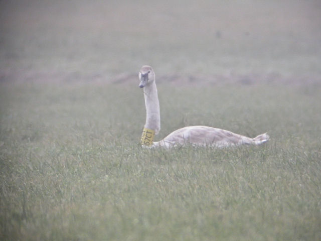 19 February 2006, Knobbelzwaan, 57CT_Lheebroek