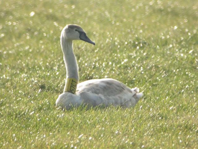 25 February 2006, Knobbelzwaan, 57CT_Lheebroek