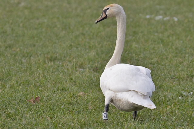 1 February 2026, Knobbelzwaan, J732_Nieuw Annerveen