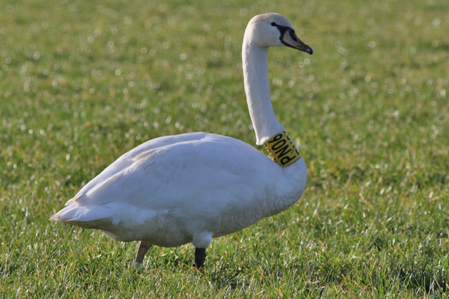4 February 2017, Knobbelzwaan, PN06_Hunzedal-De Dijk