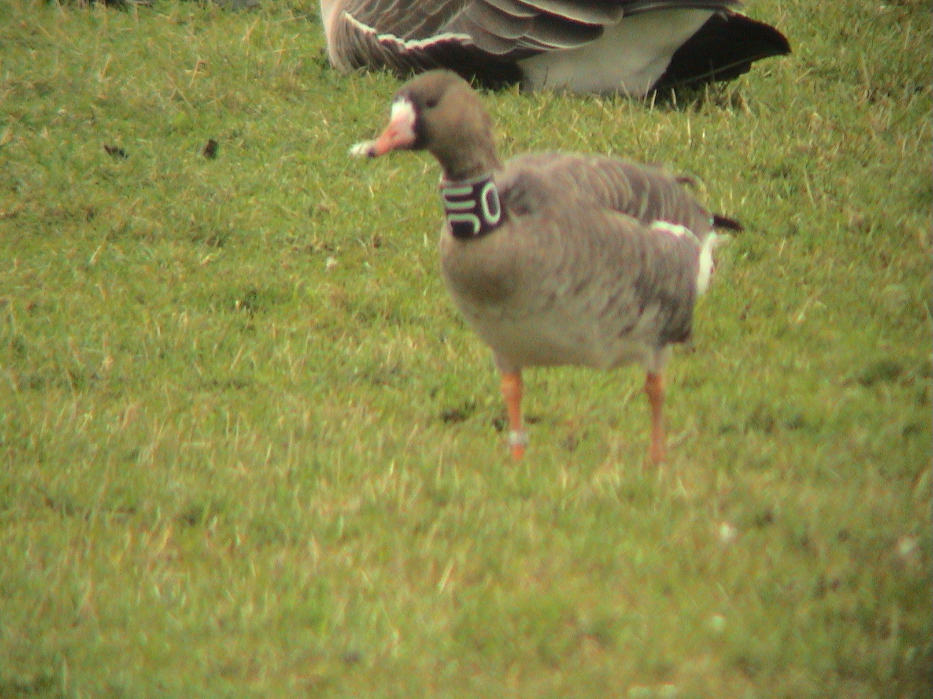 27 March 2004, Kolgans, OUC_Anjummer Kolken