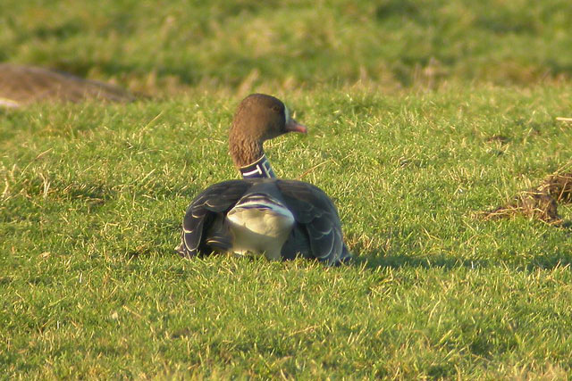 2 January 2006, Kolgans, PTU_Tibma