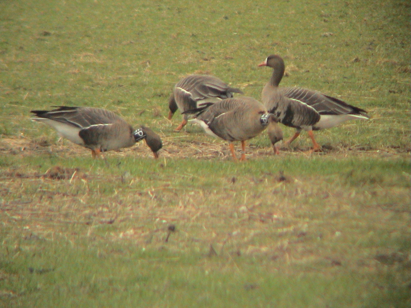 27 March 2004, Kolgans, PUC_Anjummer Kolken