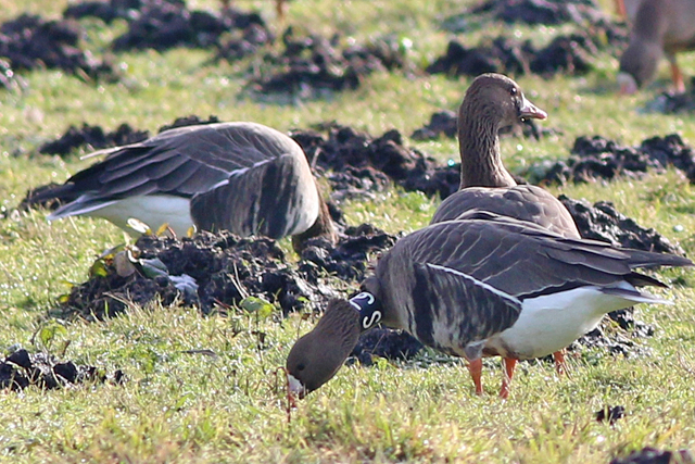 30 January 2021, Kolgans, ST9_De Onlanden