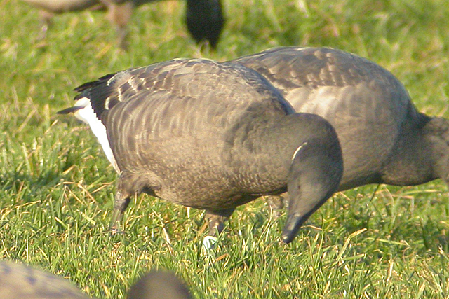 2 January 2006, Rotgans, WX-BD_02_Anjum