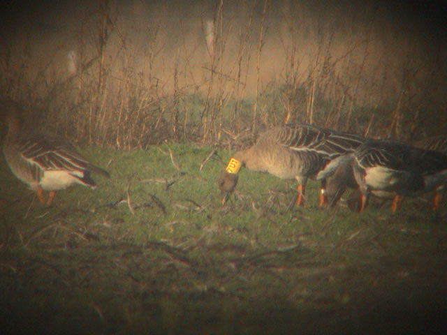 9 November 2003, Toendrarietgans, 7U1_Fochteloërveen