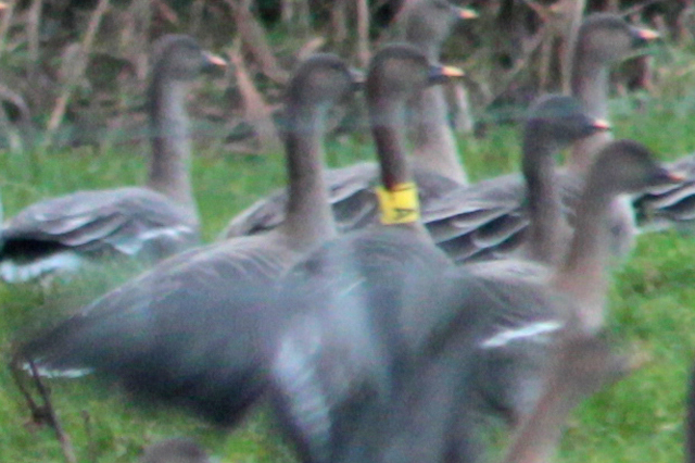 21 January 2012, Toendrarietgans, ALA_02_Lhee