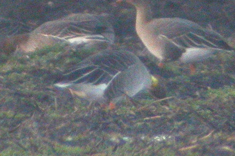 12 December 2010, Toendrarietgans, Z04_Nieuw Balinge