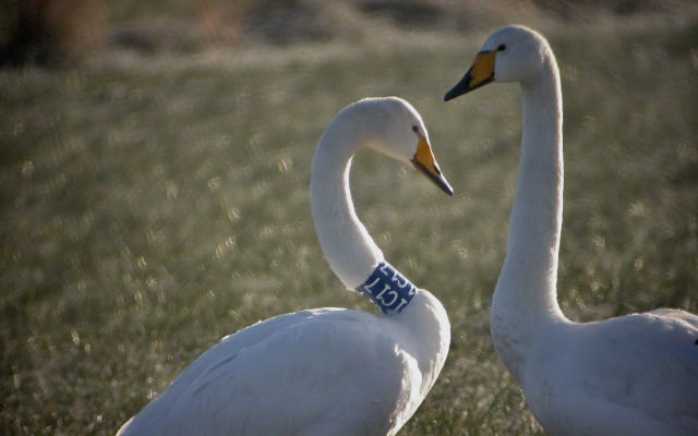 29 January 2006, Wilde Zwaan, 1C17_Eemster kamp