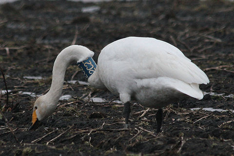 7 February 2010, Wilde Zwaan, 2C27_Oranje