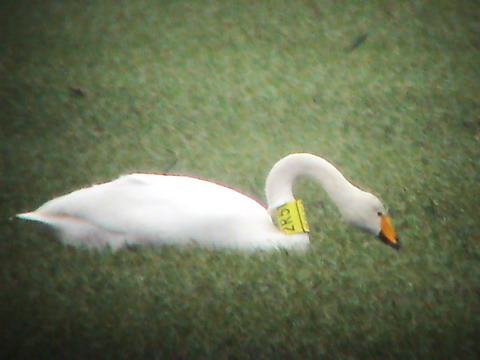 21 December 2003, Wilde Zwaan, 2R51_Fochteloerveen