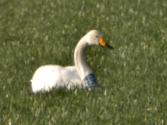 25 February 2006, Wilde Zwaan, 6S47_Oranje