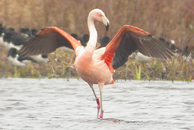 28 February 2008, Chileense Flamingo, ZV39__Groote Vlak Texel