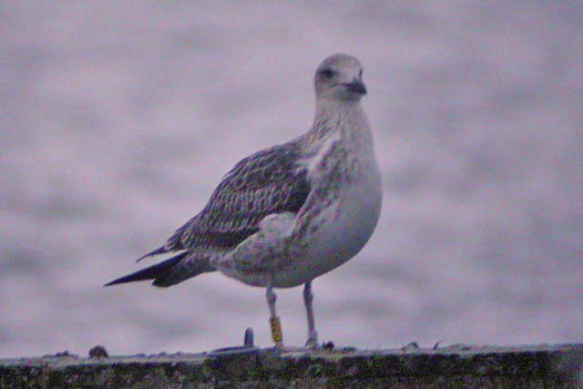 28 November 2009, Baltische Mantelmeeuw, Hoornse Meer_CKV4_02