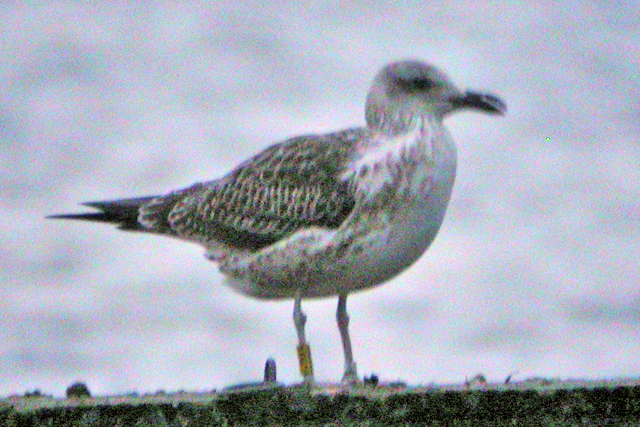 28 November 2009, Baltische Mantelmeeuw, Hoornse Meer_CKV4_04