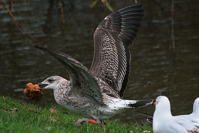 20 December 2006, Baltische, Mantelmeeuw_Groningen_CN95_01