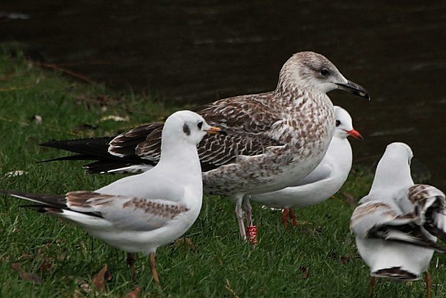 20 December 2006, Baltische, Mantelmeeuw_Groningen_CN95_02