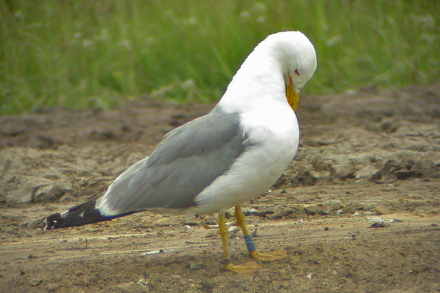 25 June 2006, Geelpootmeeuw (ILVC), TT-circuit Assen_1