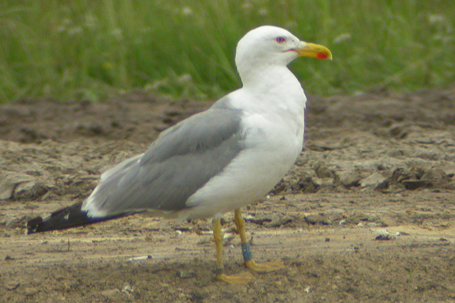 25 June 2006, Geelpootmeeuw (ILVC), TT-circuit Assen_2