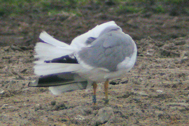 25 June 2006, Geelpootmeeuw (ILVC), TT-circuit Assen_3