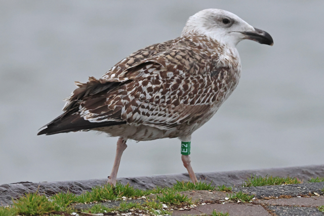 15 December 2024, Grote Mantelmeeuw, E2_Lauwersoog