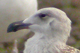 24 October 2006, Grote Mantelmeeuw-kop, JA9M_Westkapelle
